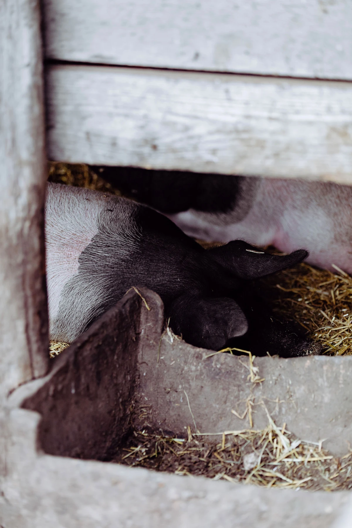 Schwarzes Ferkel ruht im Stroh in einem Holzstall.