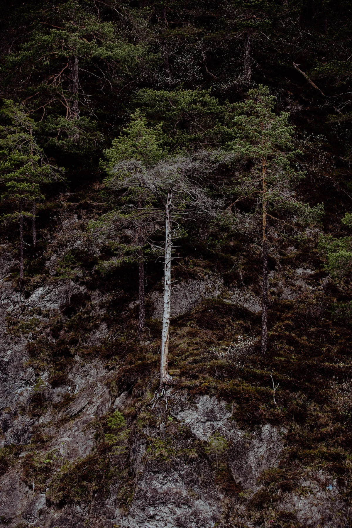 Weiße Birke steht auf felsigem Hang, umgeben von Nadelwald.